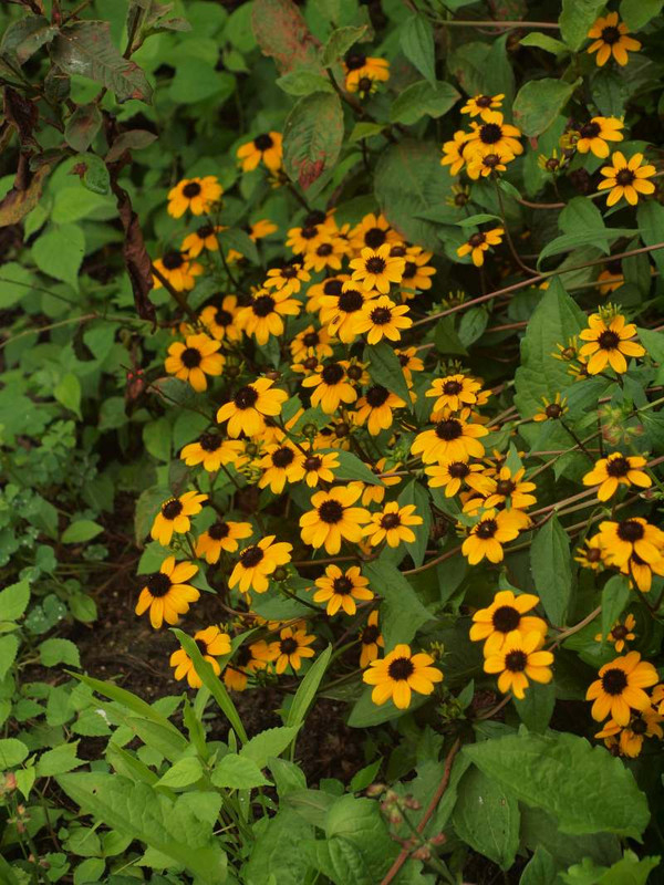 P7230471