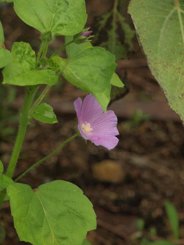 P7230475
