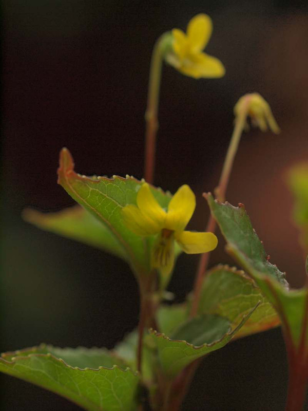 P7230485