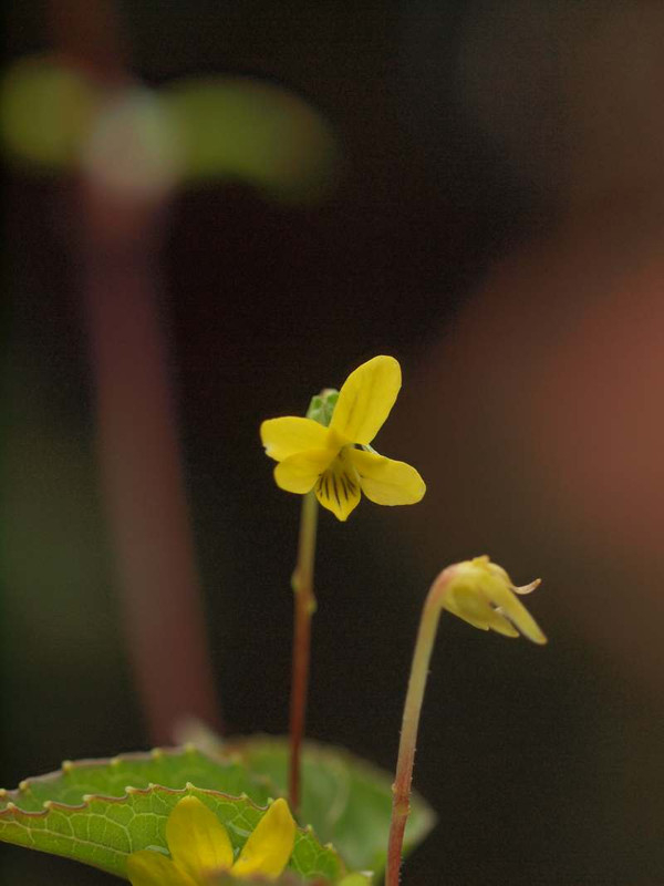 P7230486