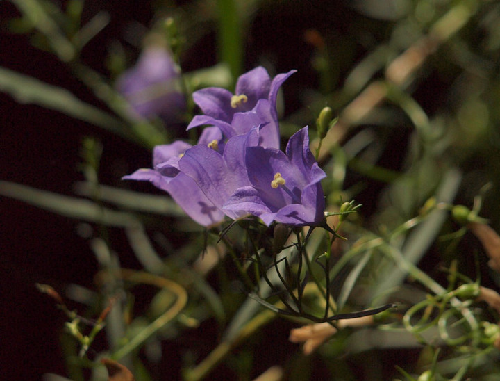 P7260519