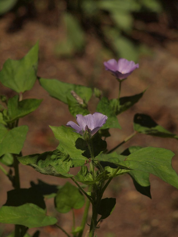 P7260529