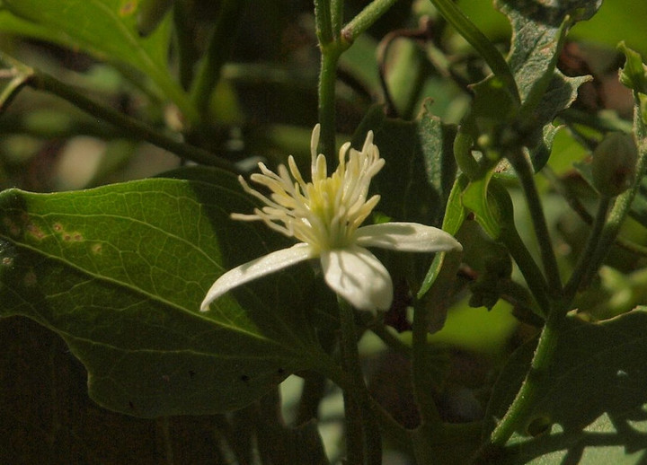 P7260531