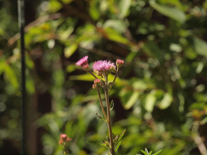P7260533