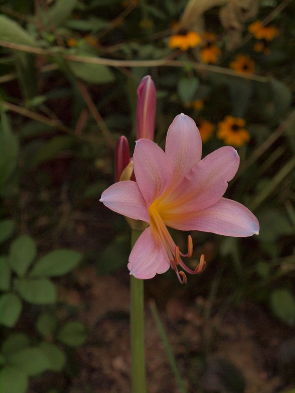 P7290668