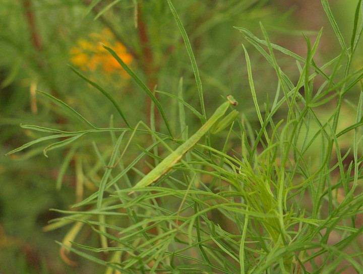 P7300702
