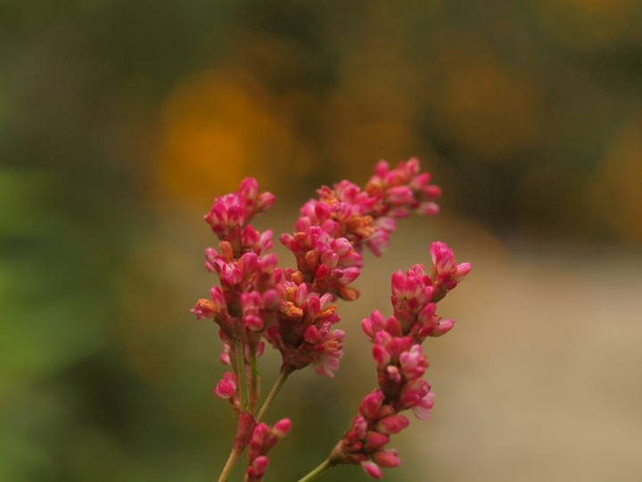 P8171518