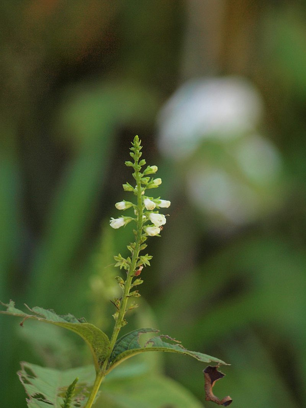 P1012004