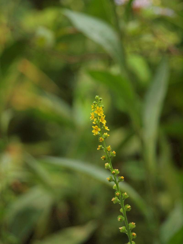 P8292210