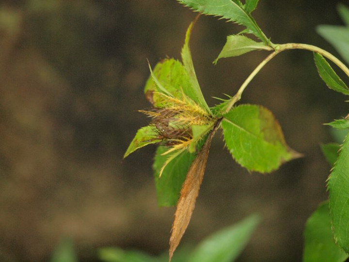P8302225
