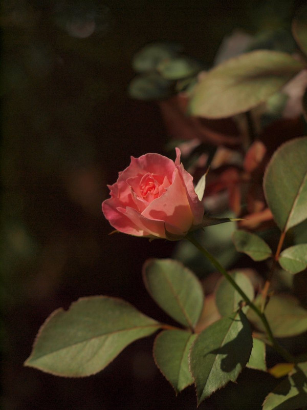 P9112967