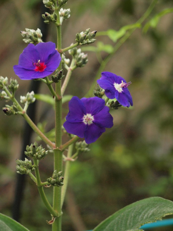 P9133509