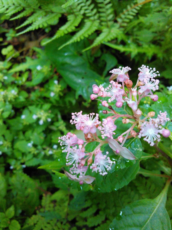 11975351_160168150986