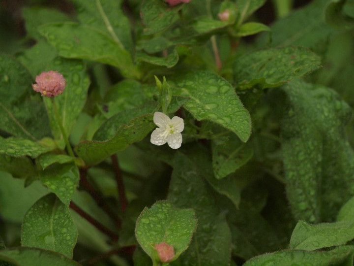 P9254426