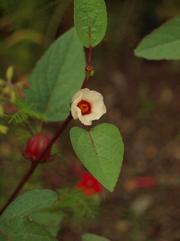 P9264459
