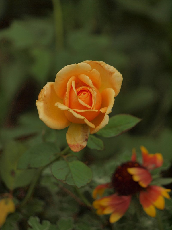 P9264460