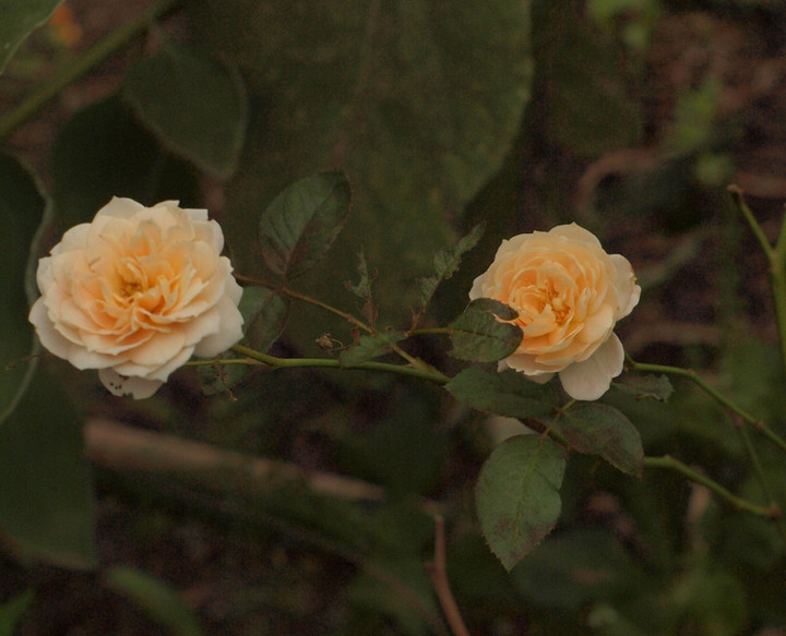 P9264473
