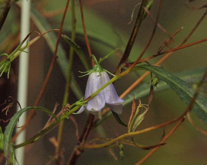 P9274501iwasyajinn