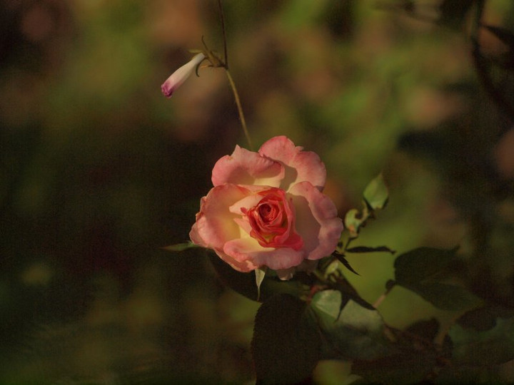 P9284543