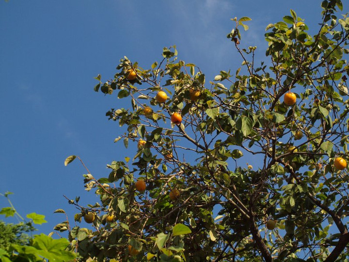P9284557