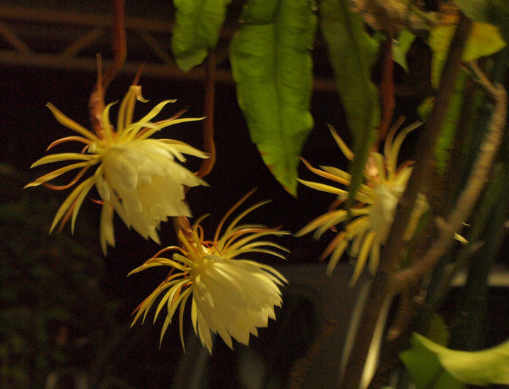 P9294985gekkabijin