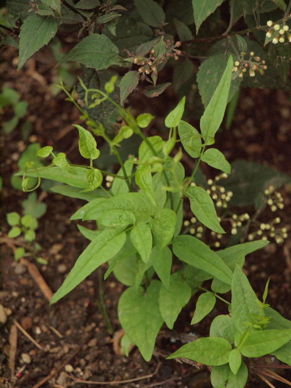 P9305005