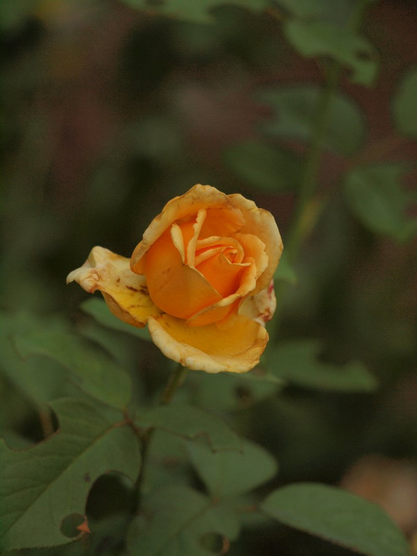 P9305017