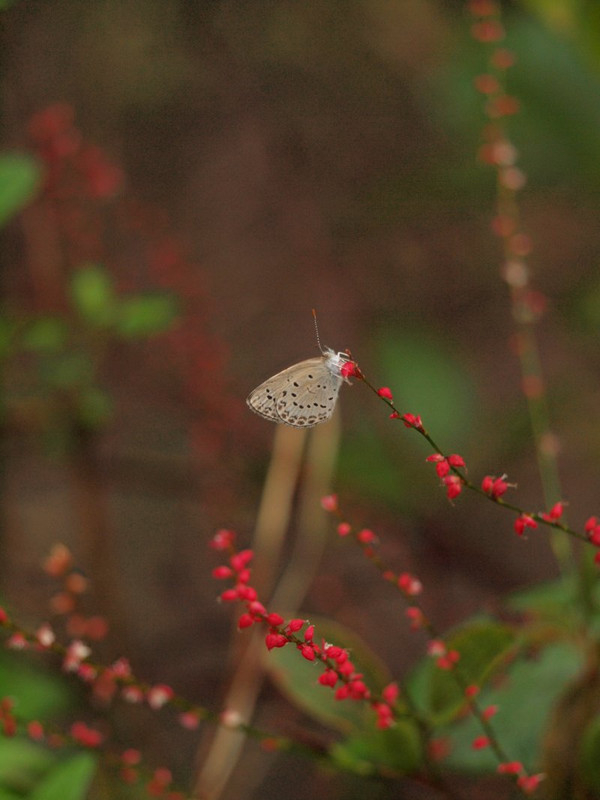 Pa015051