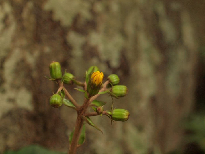 Pa025092