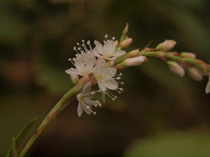 Pa025105