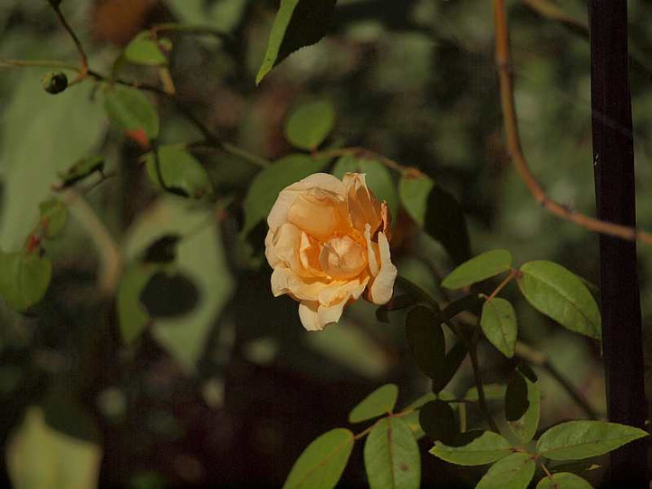 Pa075785