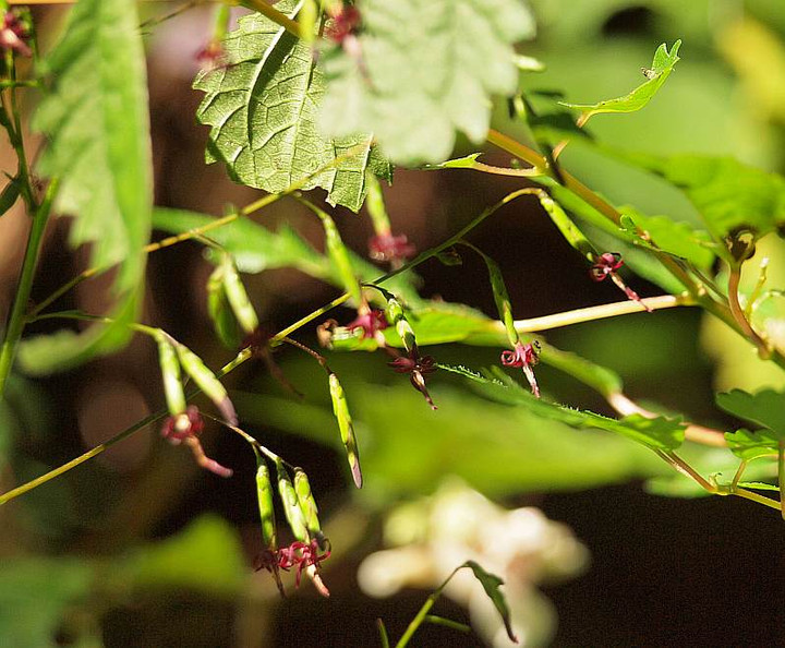 P9294679kusayatude_1