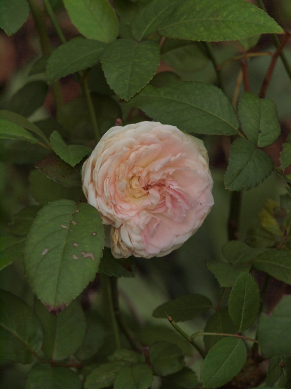 Pb107188
