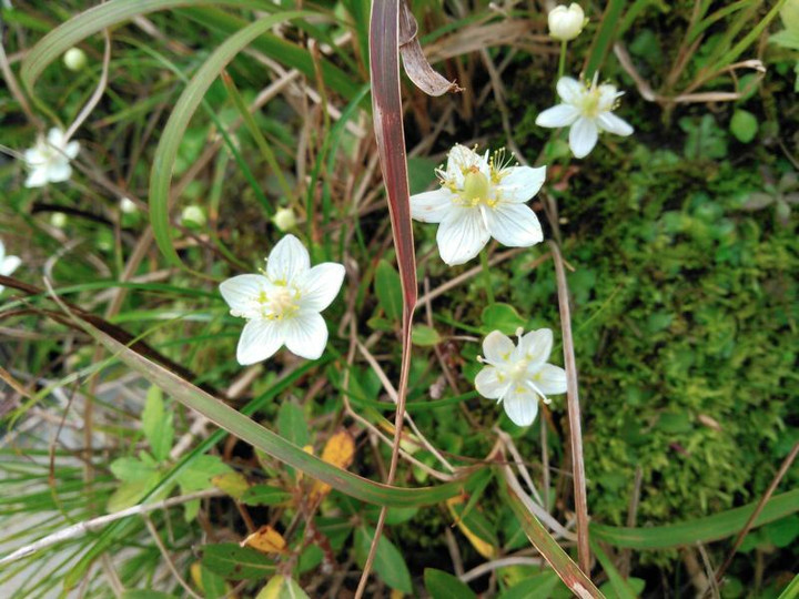 12228071_194640634205520_1884137078