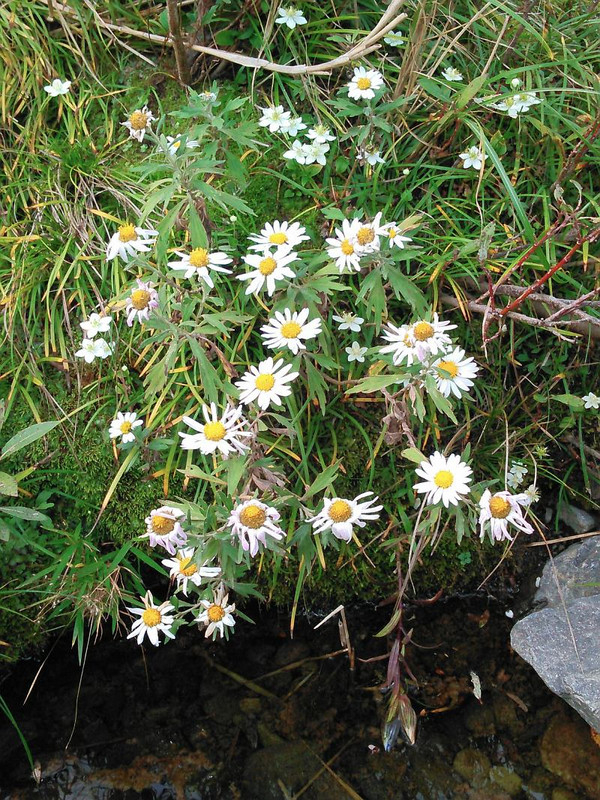 12235521_194642074205376_244392944_