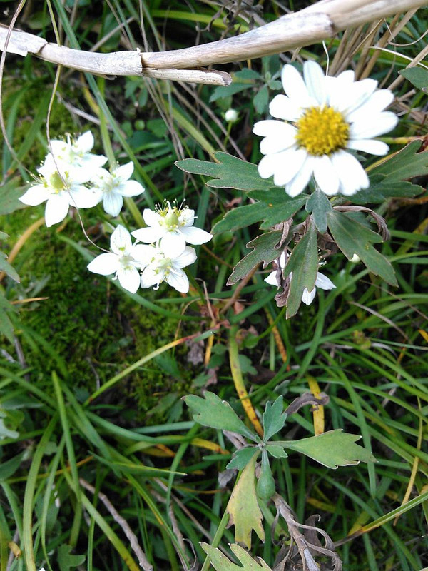 12235658_194642060872044_1950023340