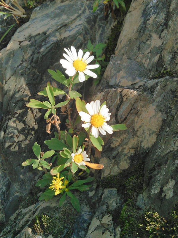 12235664_194643050871945_1301350691