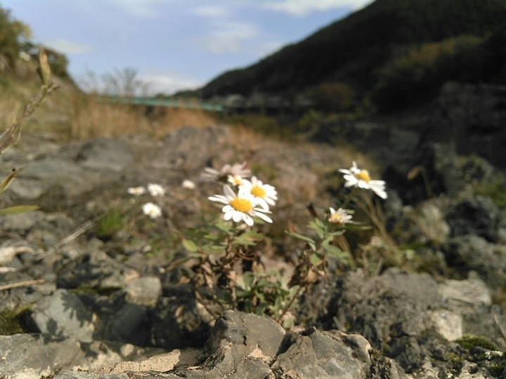 12242684_194644147538502_1853270570