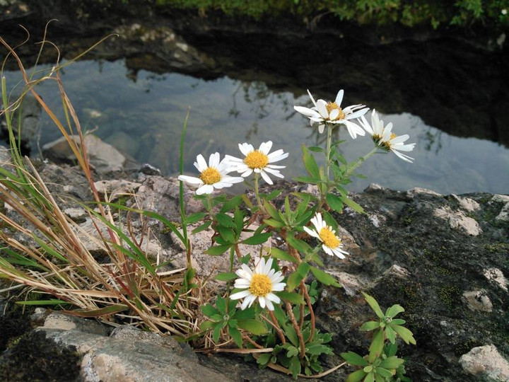 12248412_194642470872003_428001587_