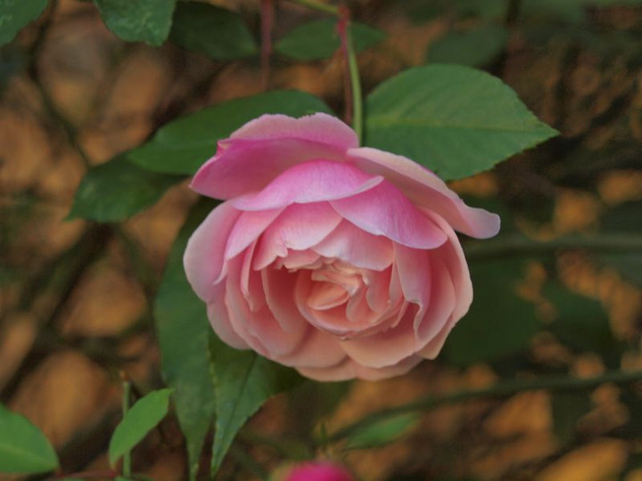 P1018031