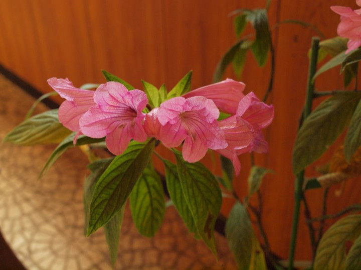 P1018055