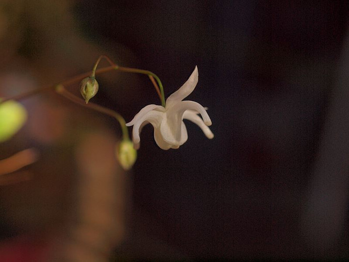Pc308475