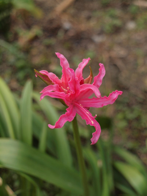 P12495010