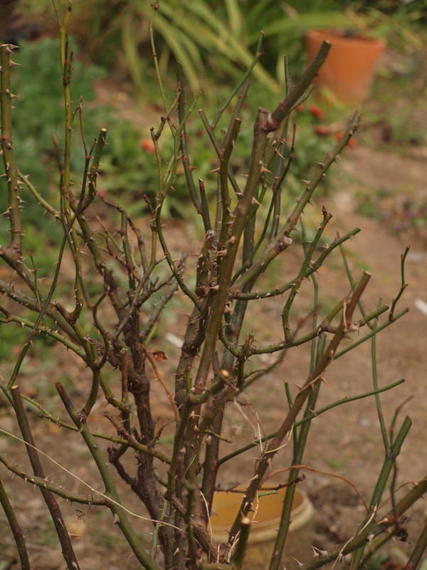 P1279549