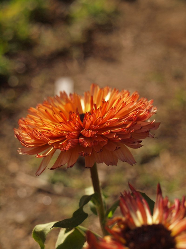 P1319605