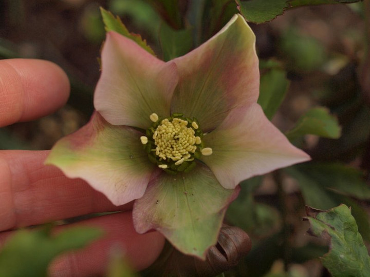 P2029647