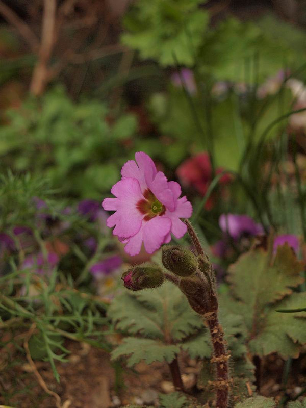 P209000631