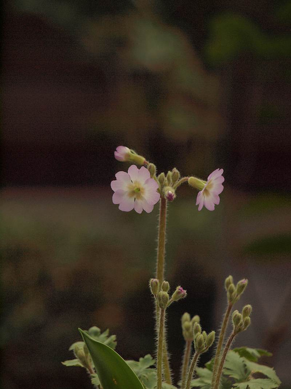 P2130013