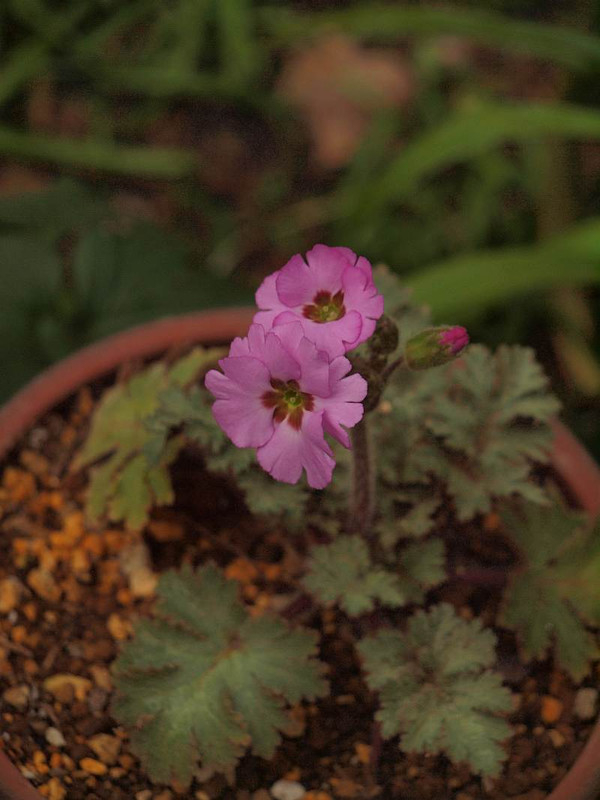 P2130015