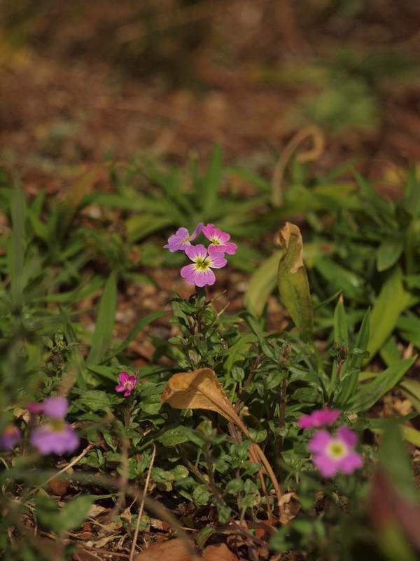 P2140042